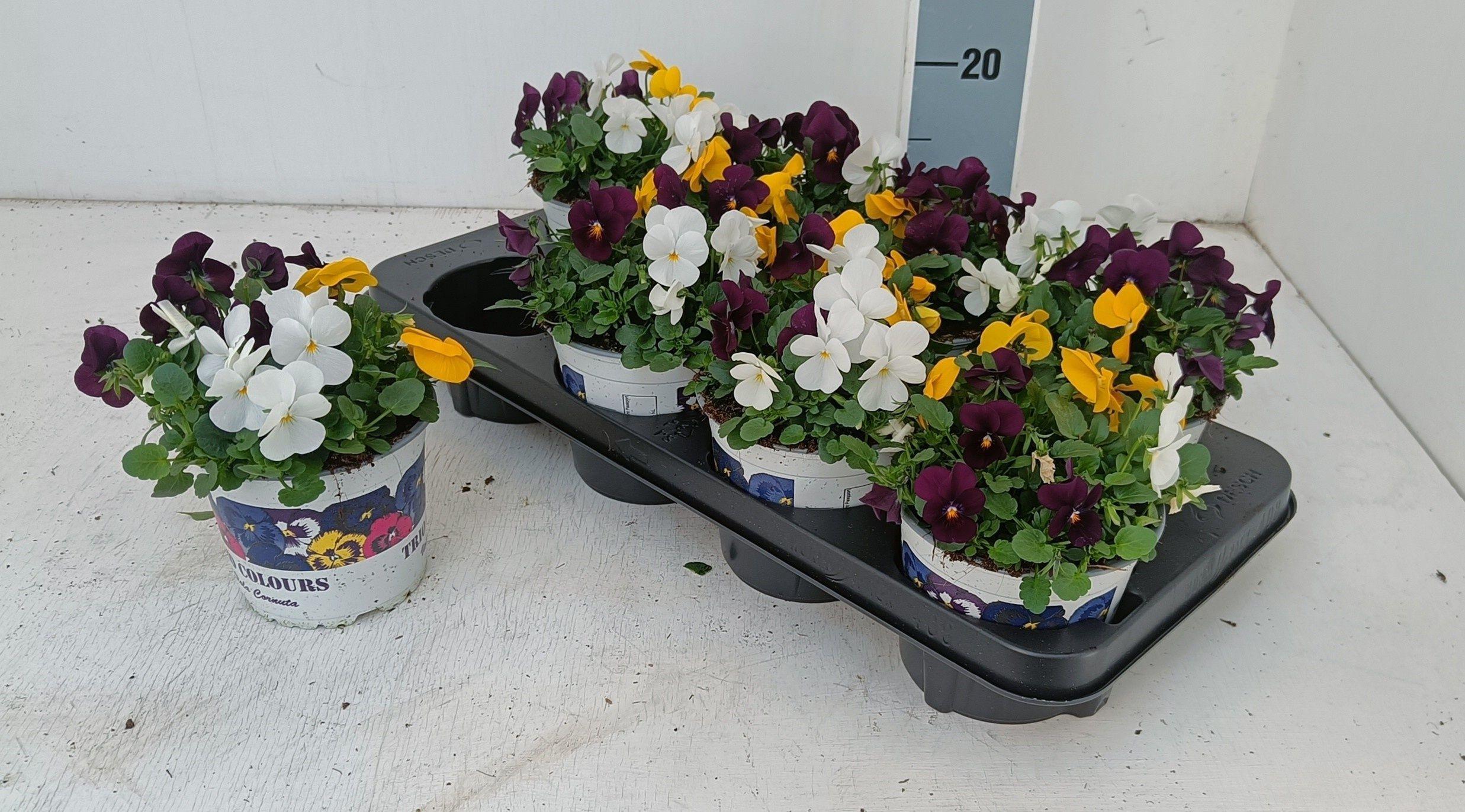 Горшечные цветы и растения оптом Vio Tricolor от 8шт из Голландии с доставкой по России