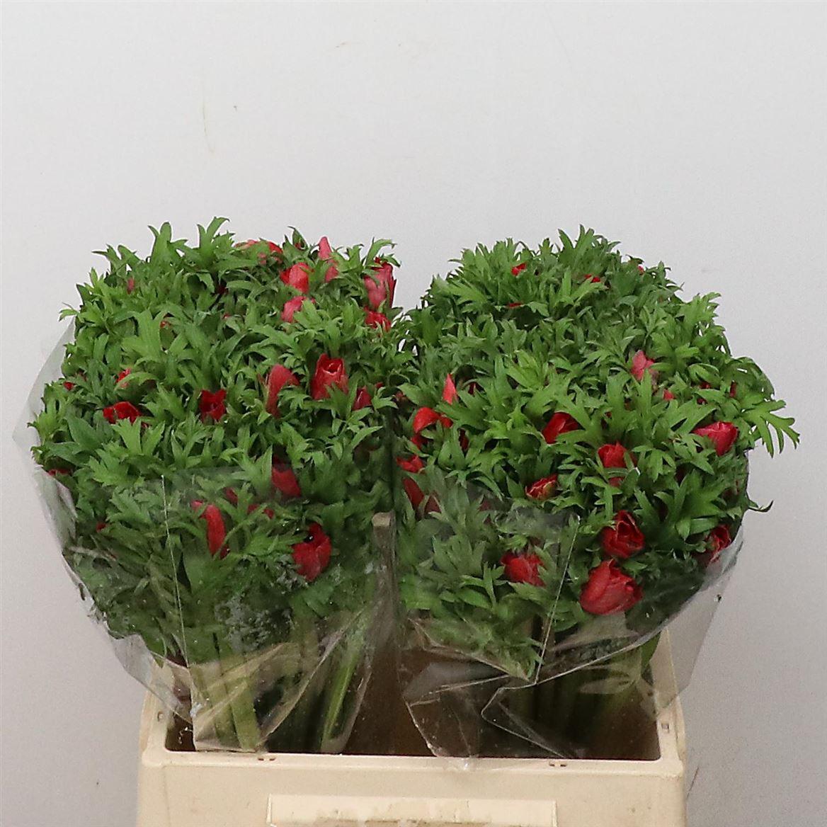 Срезанные цветы оптом Anemone marianne red от 100шт из Голландии с доставкой по России Срезанные цветы оптом Anemone marianne red от 100шт из Голландии с доставкой по России