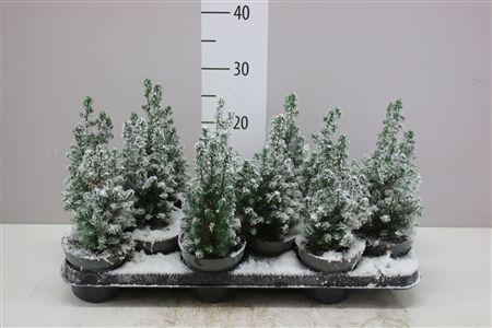 Горшечные цветы и растения оптом Chamaecyparis Th Top Point Snow от 12шт из Голландии с доставкой по России