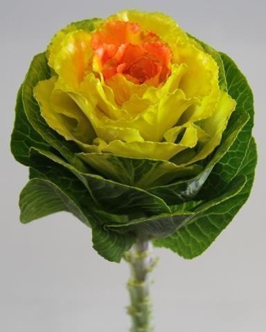 Срезанные цветы оптом Brassica paint yellow + orange eye от 20шт из Голландии с доставкой по России