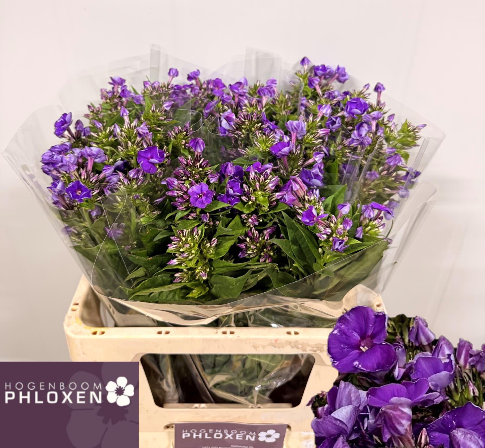 Срезанные цветы оптом Phlox crissy от 50шт из Голландии с доставкой по России