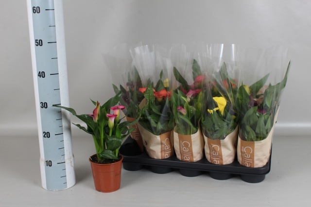 Горшечные цветы и растения оптом Zant Gem 5 Kl от 10шт из Голландии с доставкой по России