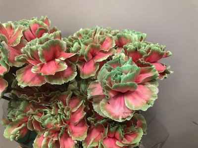 Срезанные цветы оптом Dianthus st paint bubblicious от 80шт из Голландии с доставкой по России