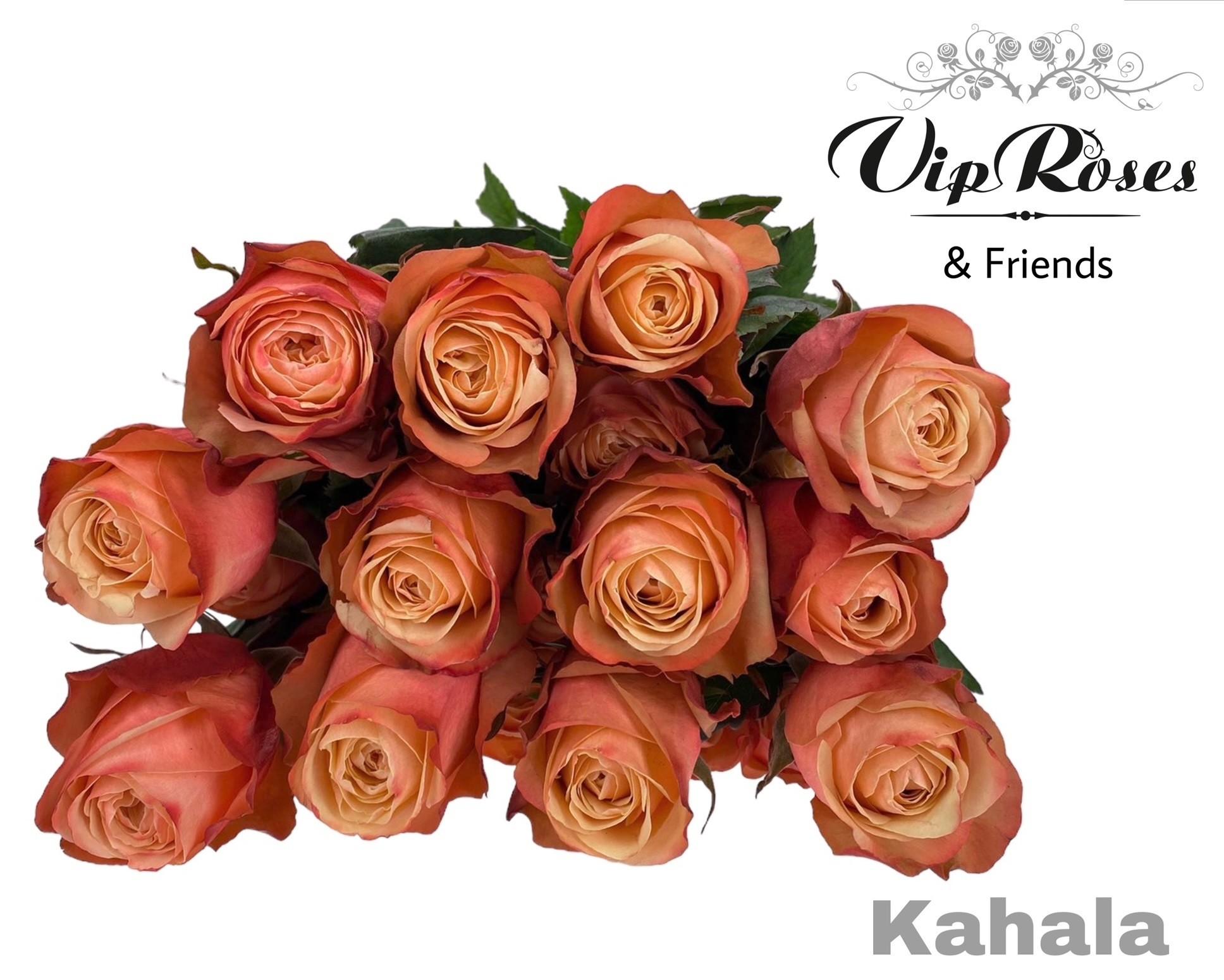 Срезанные цветы оптом Rosa large kahala от 25шт из Голландии с доставкой по России