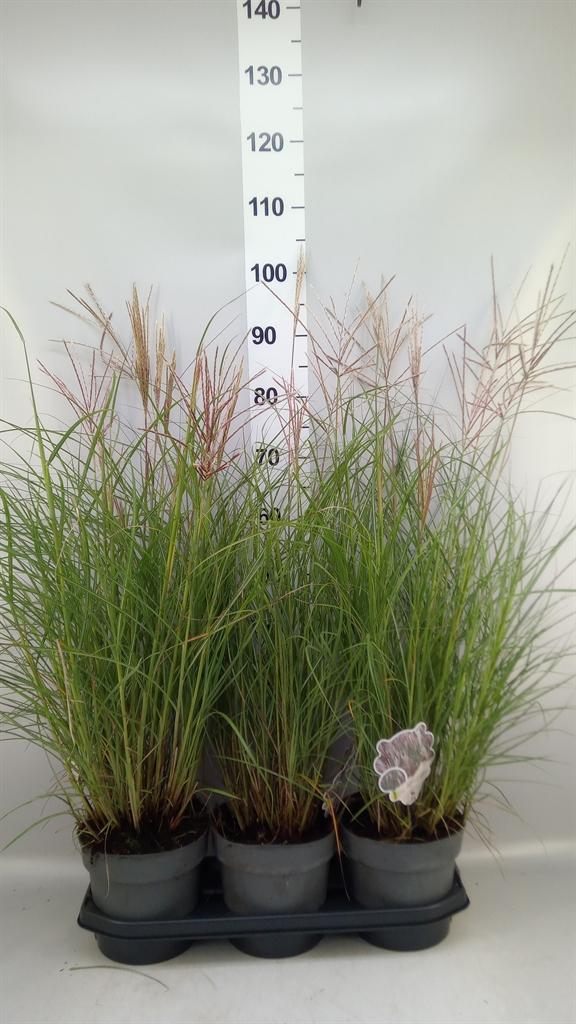 Горшечные цветы и растения оптом Miscanthus Sin. red Chief от 3шт из Голландии с доставкой по России