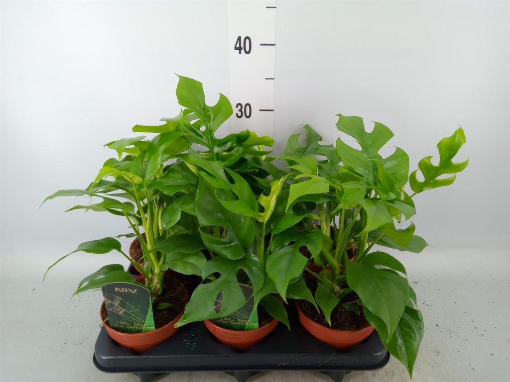 Горшечные цветы и растения оптом Rhaphidophora Tetrasperma от 6шт из Голландии с доставкой по России