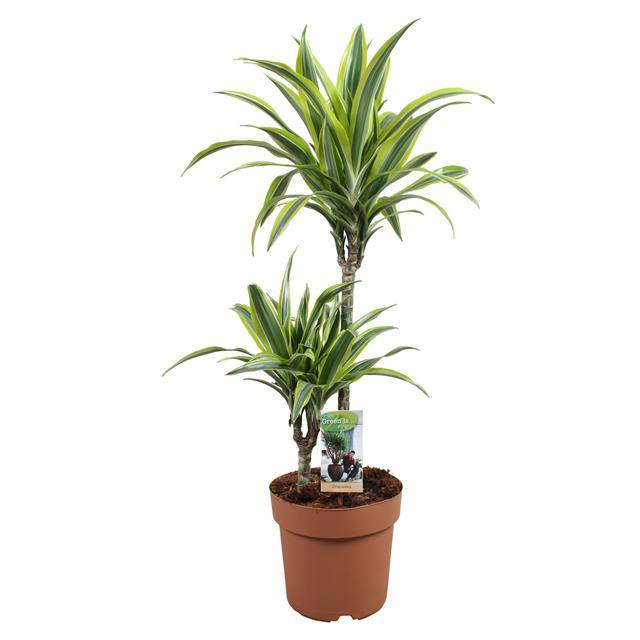 Горшечные цветы и растения оптом Dracaena Frag. Lemon Lime 45-15 от 1шт из Голландии с доставкой по России