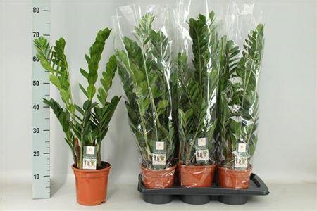 Горшечные цветы и растения оптом Zamioculcas 5+ от 6шт из Голландии с доставкой по России