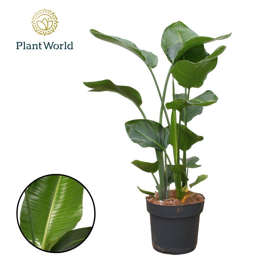 Горшечные цветы и растения оптом Strelitzia Nicolai 3pp 100-120cm от 1шт из Голландии с доставкой по России