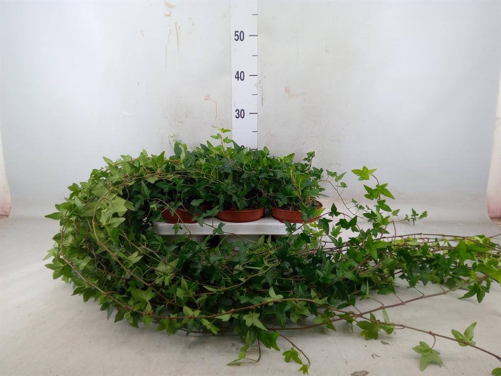 Горшечные цветы и растения оптом Hedera Helix Shamrock - Medium Long от 6шт из Голландии с доставкой по России