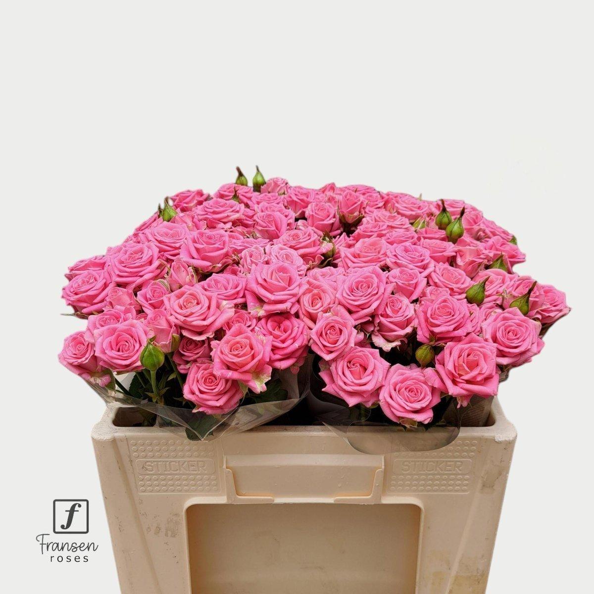 Срезанные цветы оптом Rosa spray emilia от 40шт из Голландии с доставкой по России