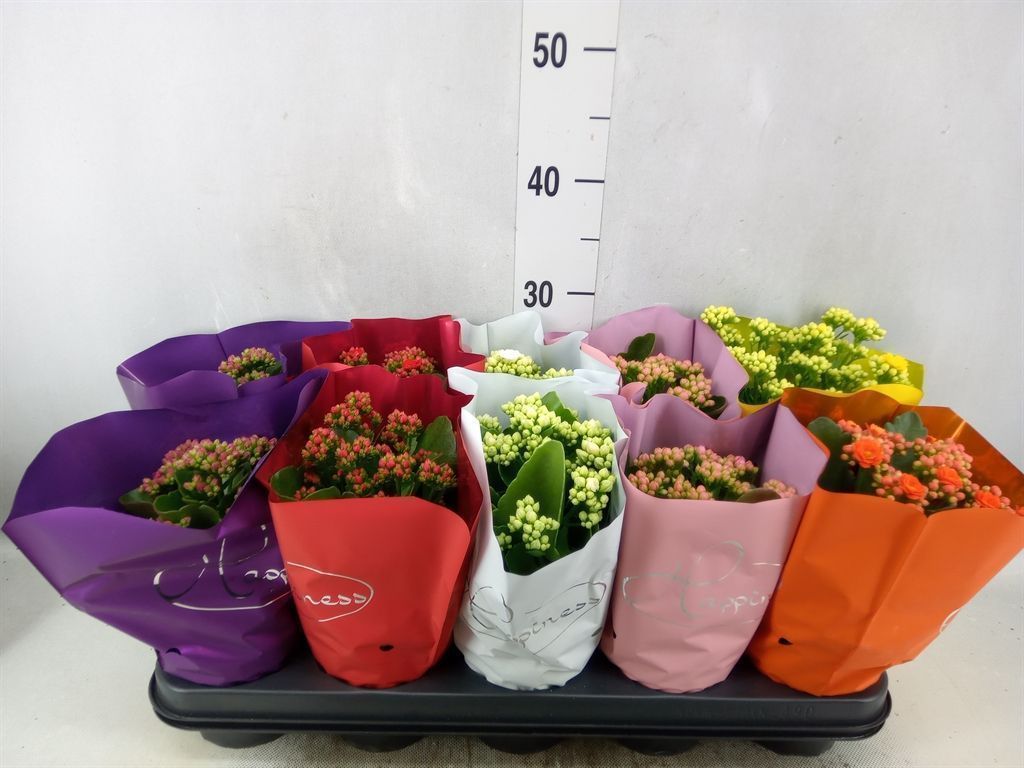 Горшечные цветы и растения оптом Kalanchoe Blos.   ..rosebud Rs Fl 5 от 10шт из Голландии с доставкой по России