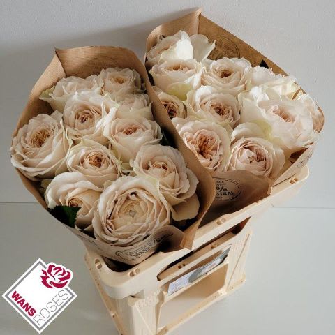 Срезанные цветы оптом Rosa garden shade of beige! от 20шт из Голландии с доставкой по России