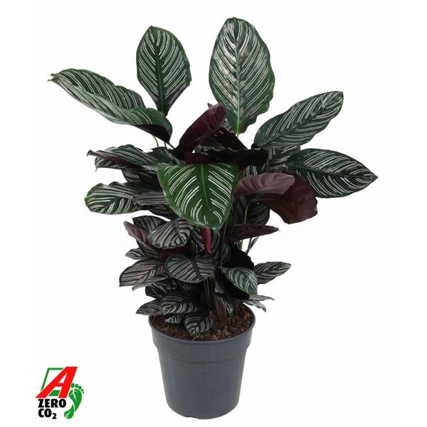 Горшечные цветы и растения оптом Calathea Ornata от 1шт из Голландии с доставкой по России