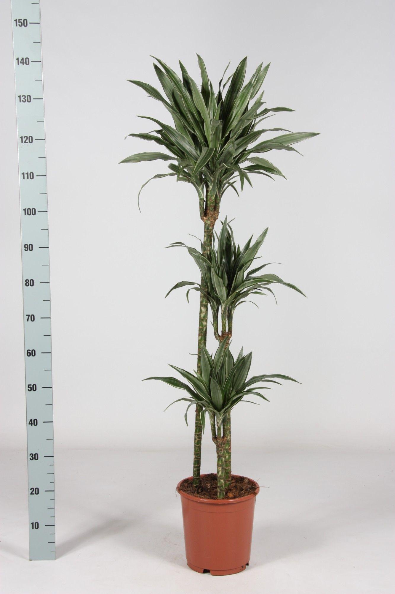 Горшечные цветы и растения оптом Dra De Warneckei от 1шт из Голландии с доставкой по России