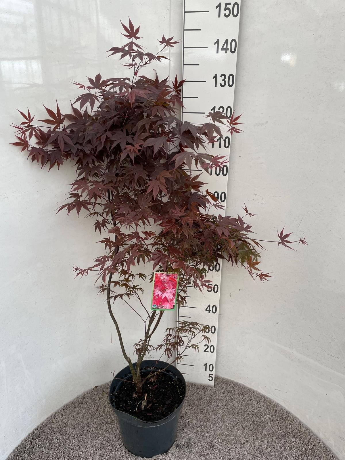 Горшечные цветы и растения оптом Acer Pa Bloodgood от 1шт из Голландии с доставкой по России