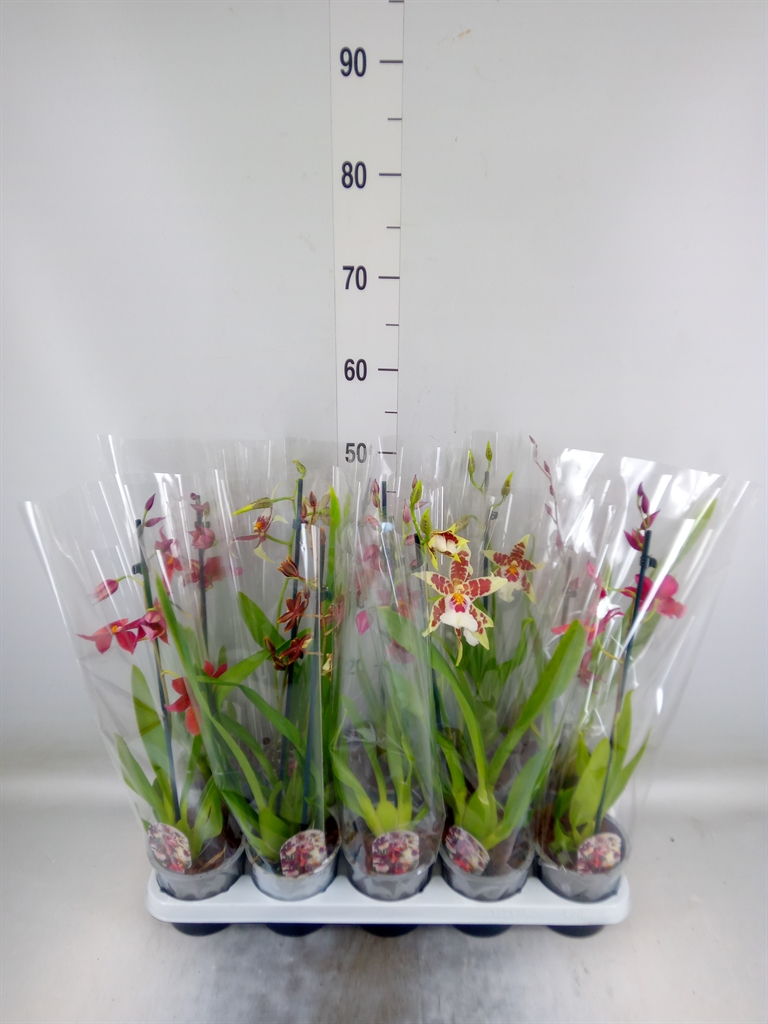 Горшечные цветы и растения оптом Cambria   ...mix от 10шт из Голландии с доставкой по России