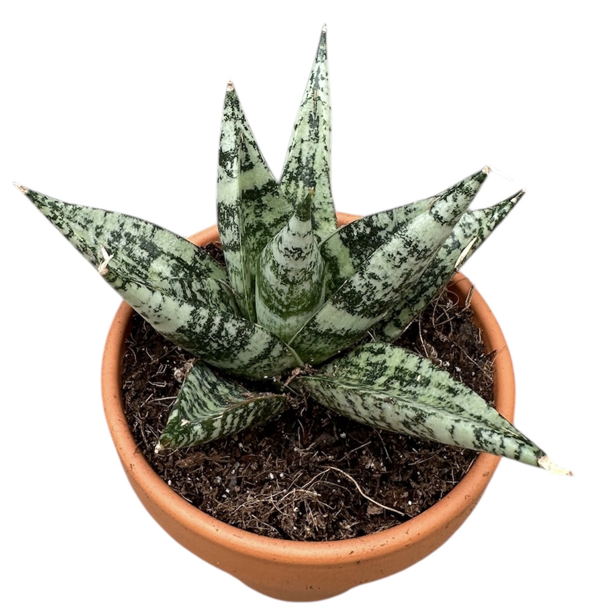 Горшечные цветы и растения оптом Sansevieria Zebra от 1шт (для телеги) из Голландии с доставкой по России