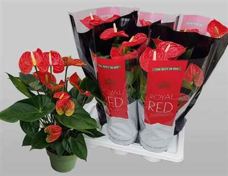 Горшечные цветы и растения оптом Anthu An Madural 6+ от 6шт из Голландии с доставкой по России