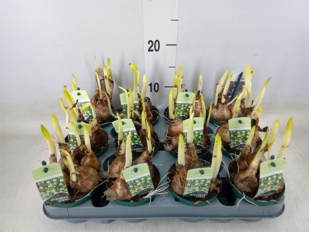 Горшечные цветы и растения оптом Leucojum Aestivum от 12шт (для телеги) из Голландии с доставкой по России