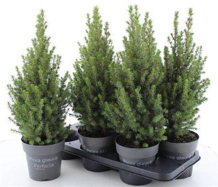 Горшечные цветы и растения оптом Picea Glauca Perfecta от 6шт из Голландии с доставкой по России