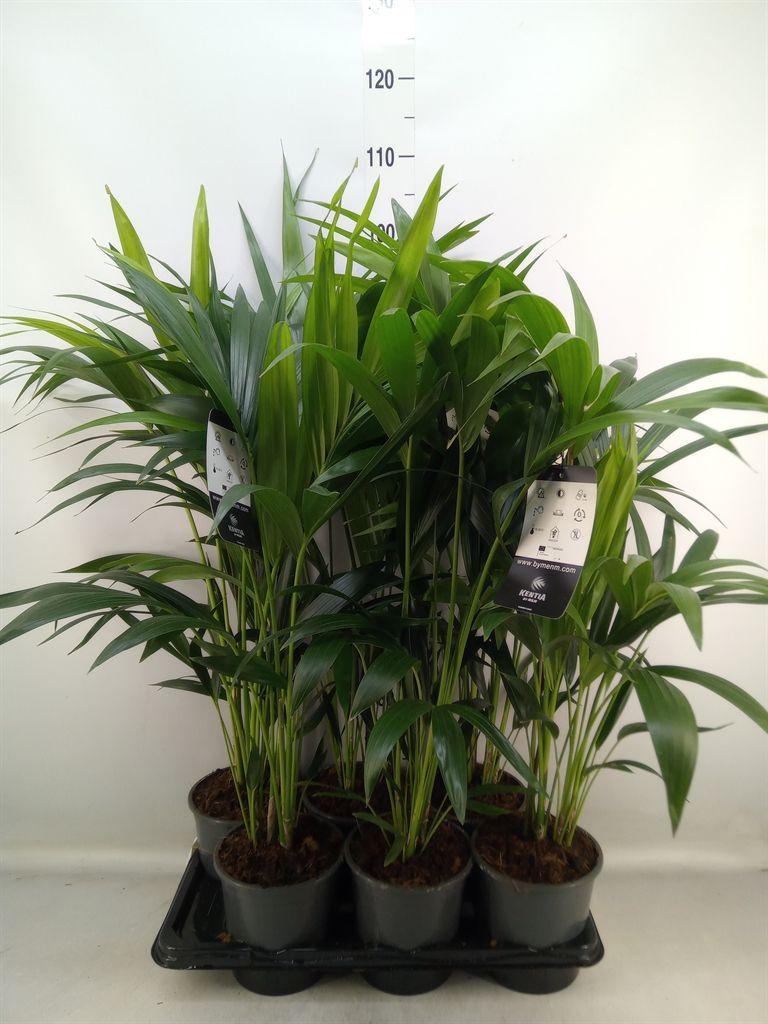 Горшечные цветы и растения оптом Howea Forsteriana от 6шт из Голландии с доставкой по России Горшечные цветы и растения оптом Howea Forsteriana от 6шт из Голландии с доставкой по России