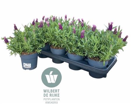 Горшечные цветы и растения оптом Lavan S Fa Early Pin от 8шт из Голландии с доставкой по России