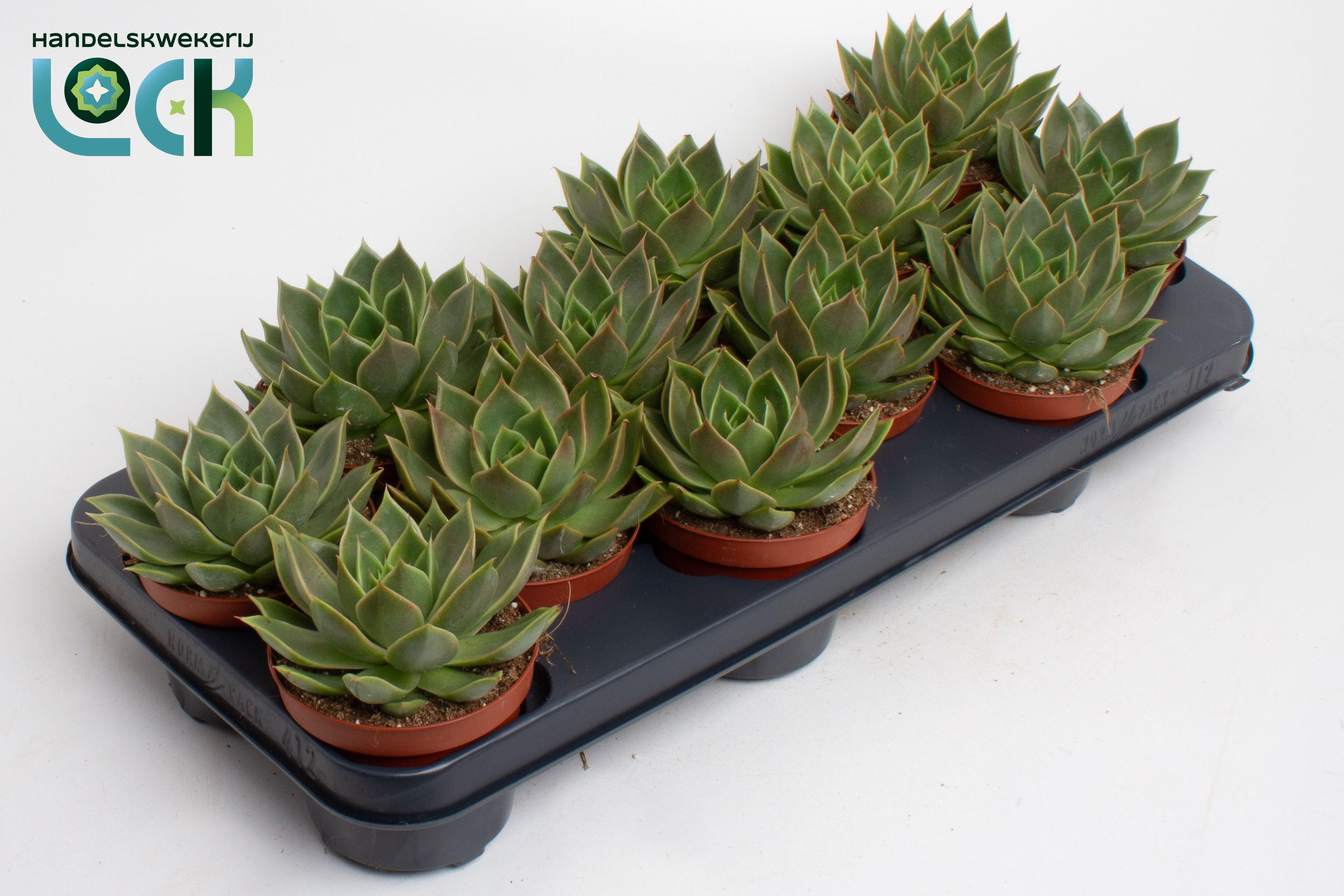 Горшечные цветы и растения оптом Echeveria Agavoides от 9шт из Голландии с доставкой по России