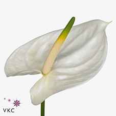 Срезанные цветы оптом Anthurium adina от 6шт из Голландии с доставкой по России