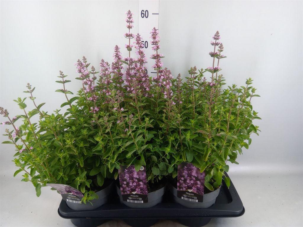 Горшечные цветы и растения оптом Nepeta   ... от 6шт из Голландии с доставкой по России