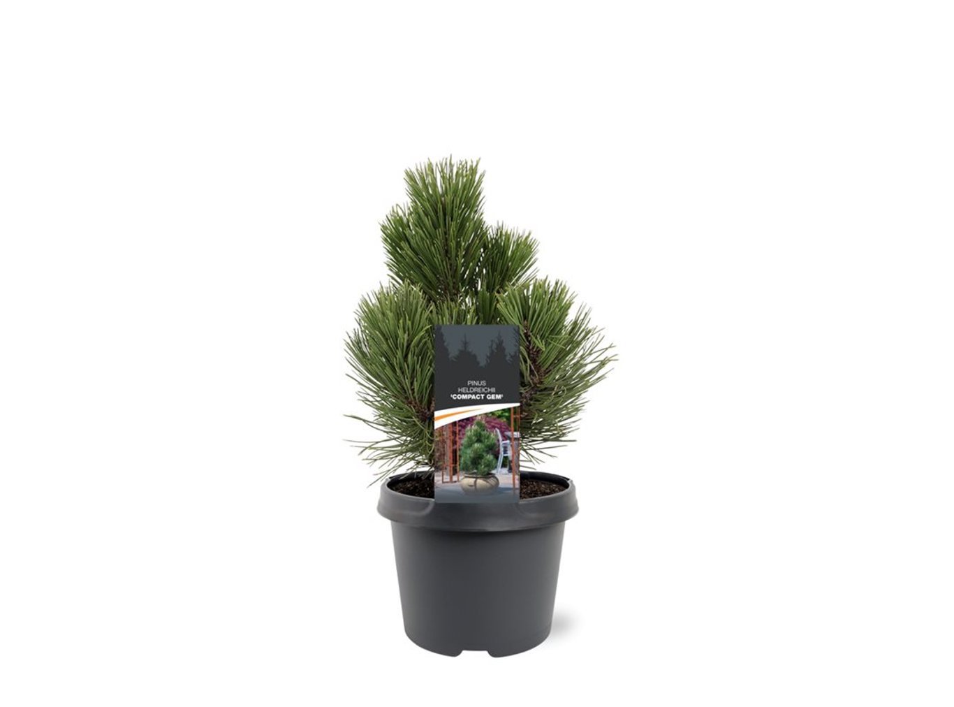 Горшечные цветы и растения оптом Pinus Heldreichii Compact Gem от 1шт из Голландии с доставкой по России