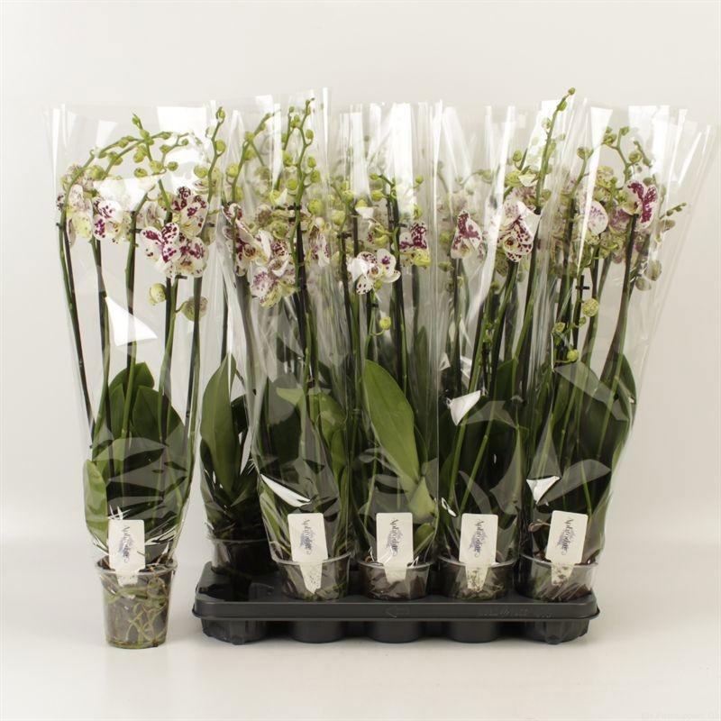 Горшечные цветы и растения оптом Phal An Marrakesh от 10шт из Голландии с доставкой по России