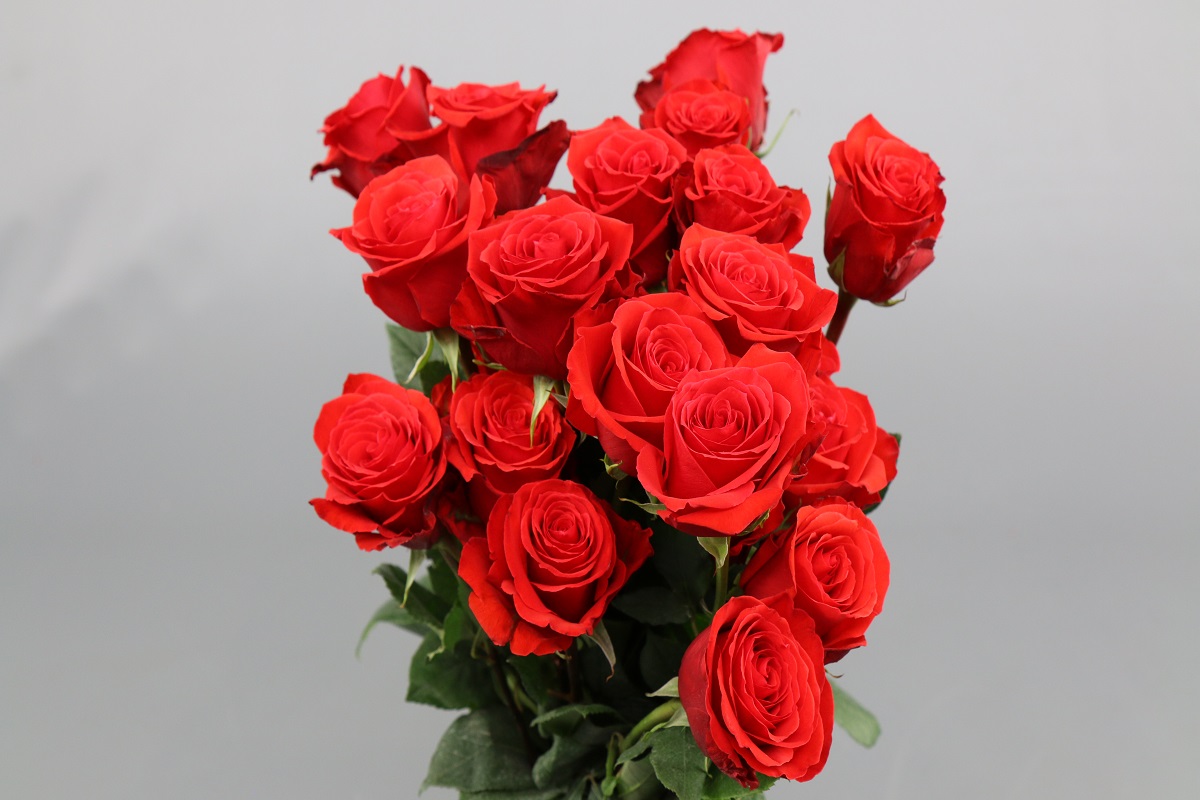 Срезанные цветы оптом Rosa ec nina от 25шт из Голландии с доставкой по России