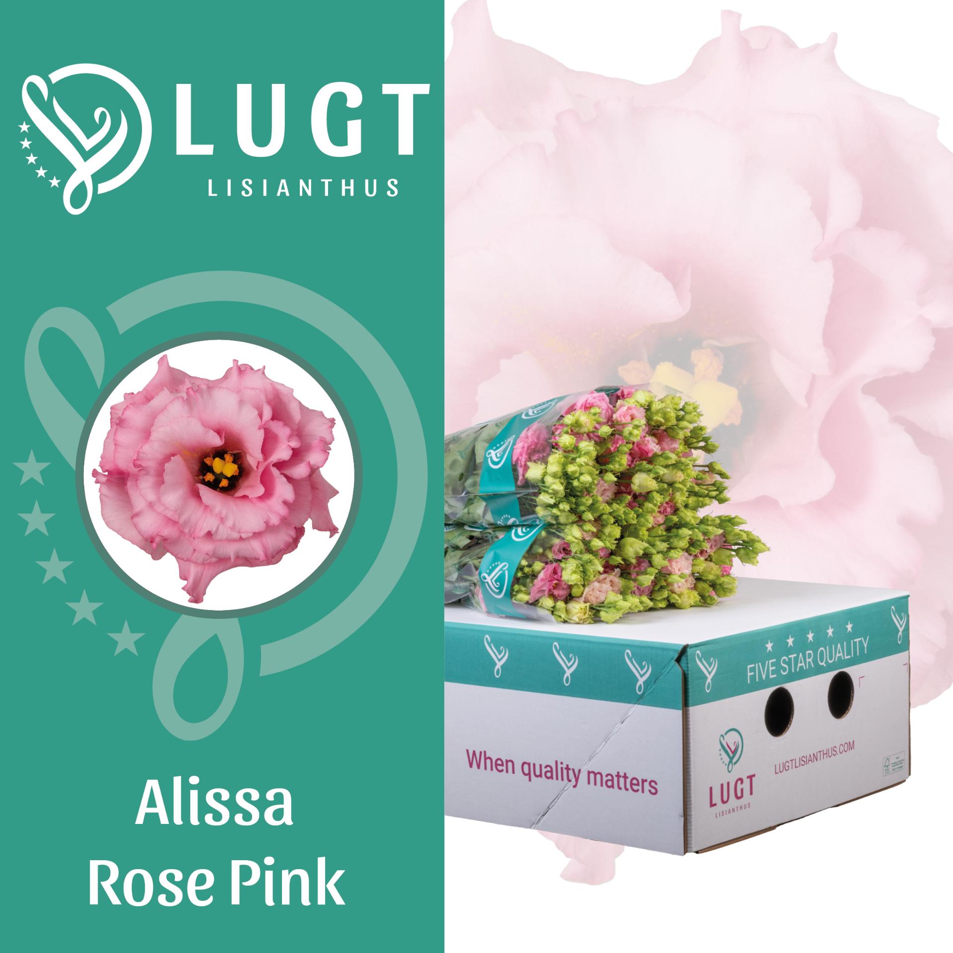 Срезанные цветы оптом Lisianthus do alissa rose pink A от 50шт из Голландии с доставкой по России