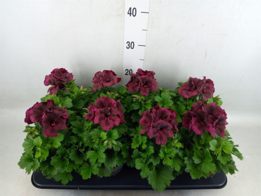 Горшечные цветы и растения оптом Pelargonium Gran.   .. от 8шт из Голландии с доставкой по России