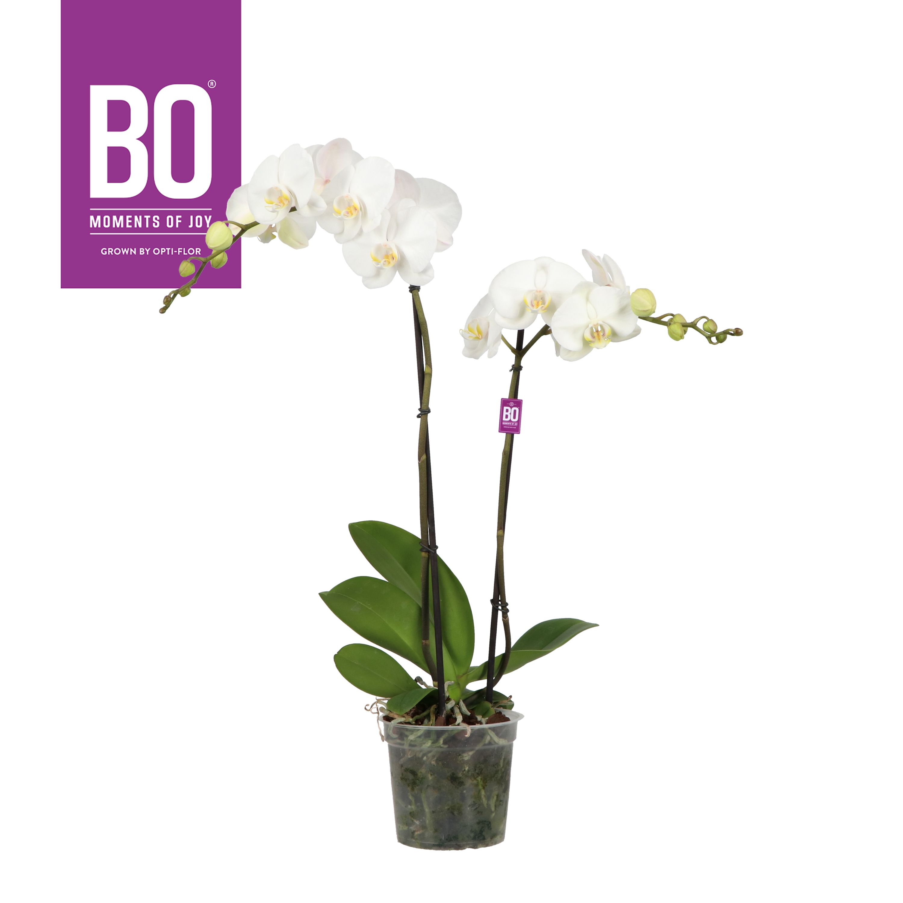 Горшечные цветы и растения оптом Phal 2st White 4 Stars 13+ (opti) от 6шт из Голландии с доставкой по России