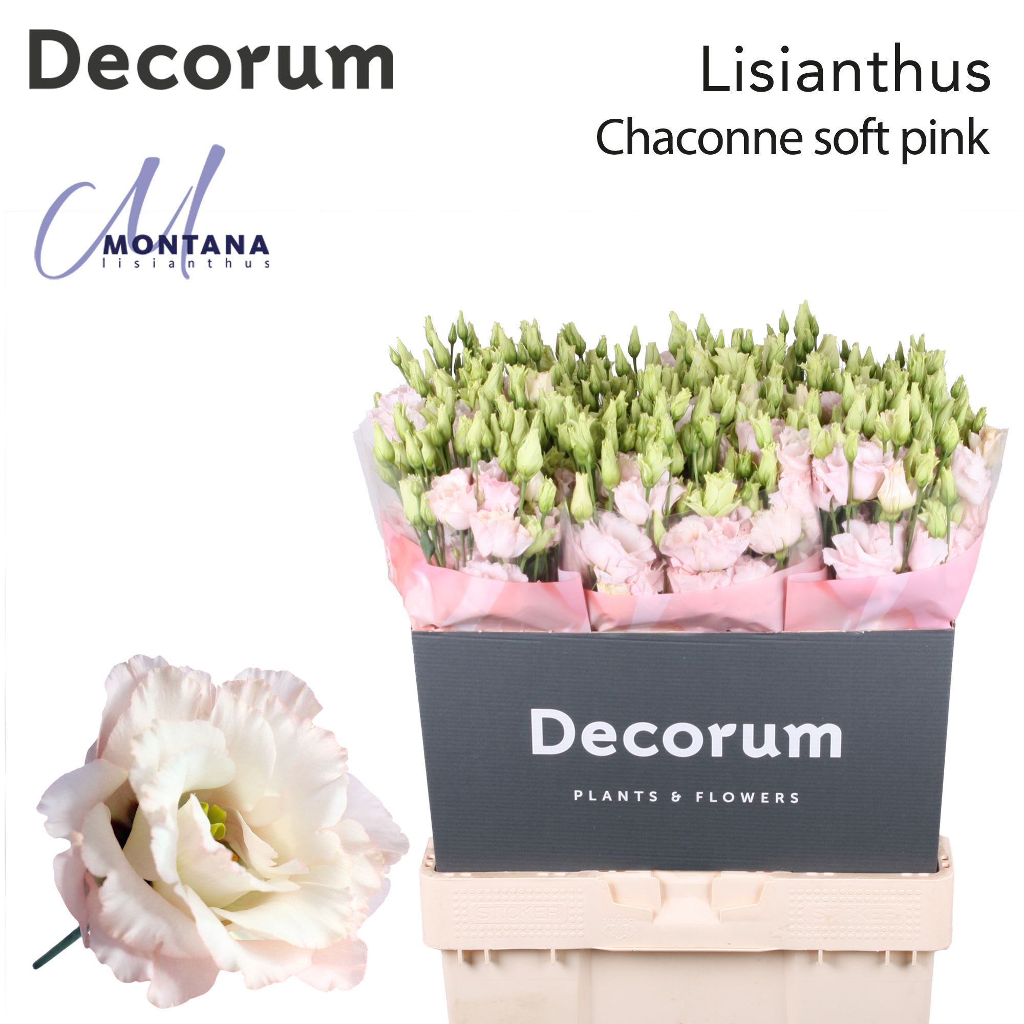 Срезанные цветы оптом Lisianthus do chaconne soft от 40шт. из Голландии с доставкой по России