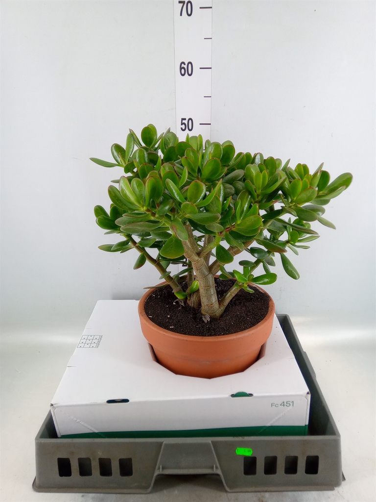Горшечные цветы и растения оптом Crassula Ovata от 1шт из Голландии с доставкой по России