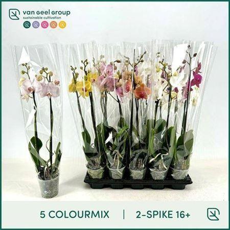 Горшечные цветы и растения оптом Phal Gem 5 Kl 2 Branches 16+ от 10шт из Голландии с доставкой по России