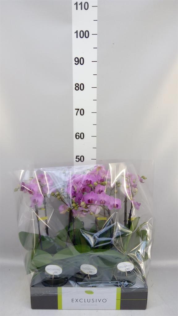 Горшечные цветы и растения оптом Phal 2st Aromio Fresh ( Opti ) от 6шт из Голландии с доставкой по России