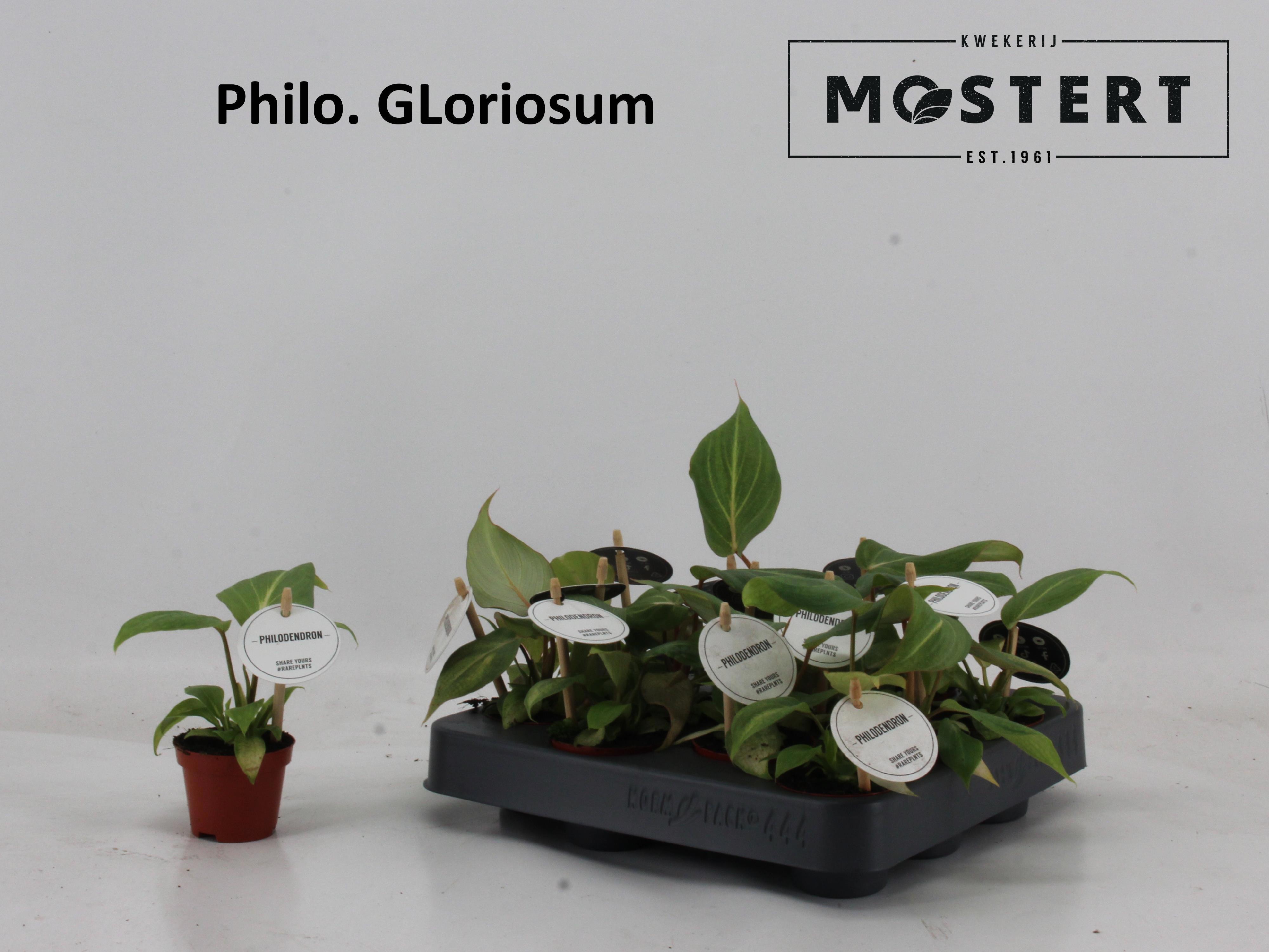 Горшечные цветы и растения оптом Phil Overig от 12шт (для телеги) из Голландии с доставкой по России Горшечные цветы и растения оптом Phil Overig от 12шт (для телеги) из Голландии с доставкой по России