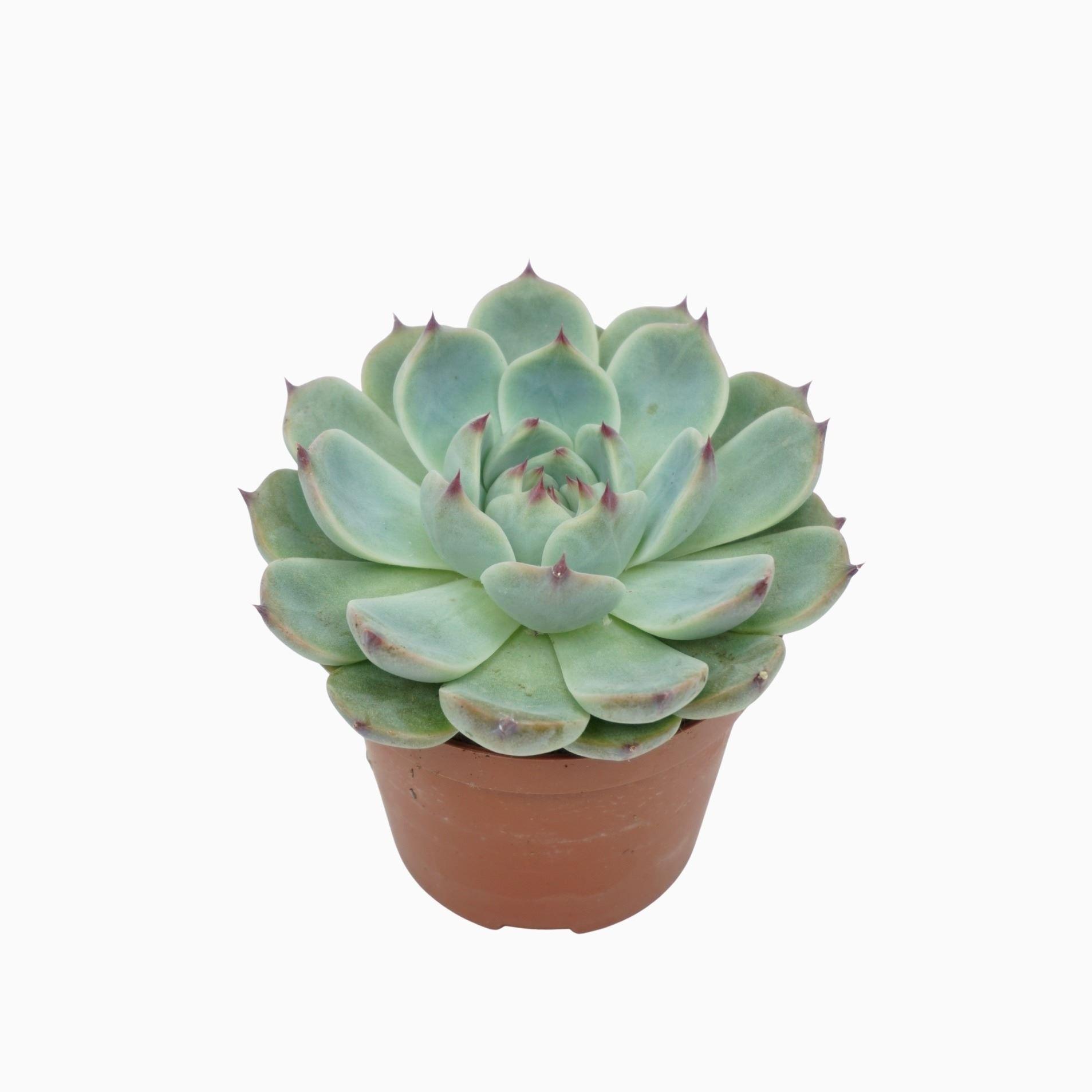 Горшечные цветы и растения оптом Echeveria   ... от 12шт (для телеги) из Голландии с доставкой по России