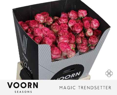 Срезанные цветы оптом Rosa sp magic trendsetter от 15шт из Голландии с доставкой по России