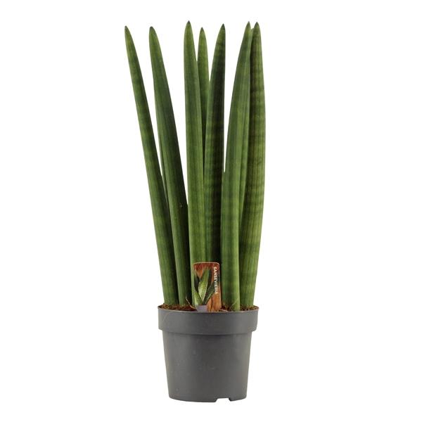 Горшечные цветы и растения оптом Sansevieria Cylindrica Straight от 7шт из Голландии с доставкой по России