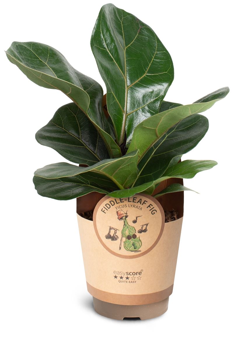 Горшечные цветы и растения оптом Ficus Lyrata от 9шт из Голландии с доставкой по России