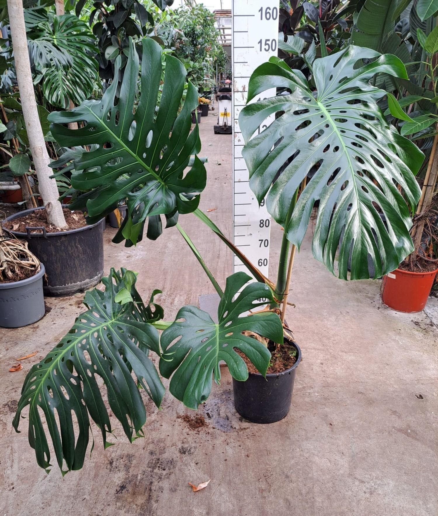 Горшечные цветы и растения оптом Monstera Deliciosa Xxl от 1шт из Голландии с доставкой по России