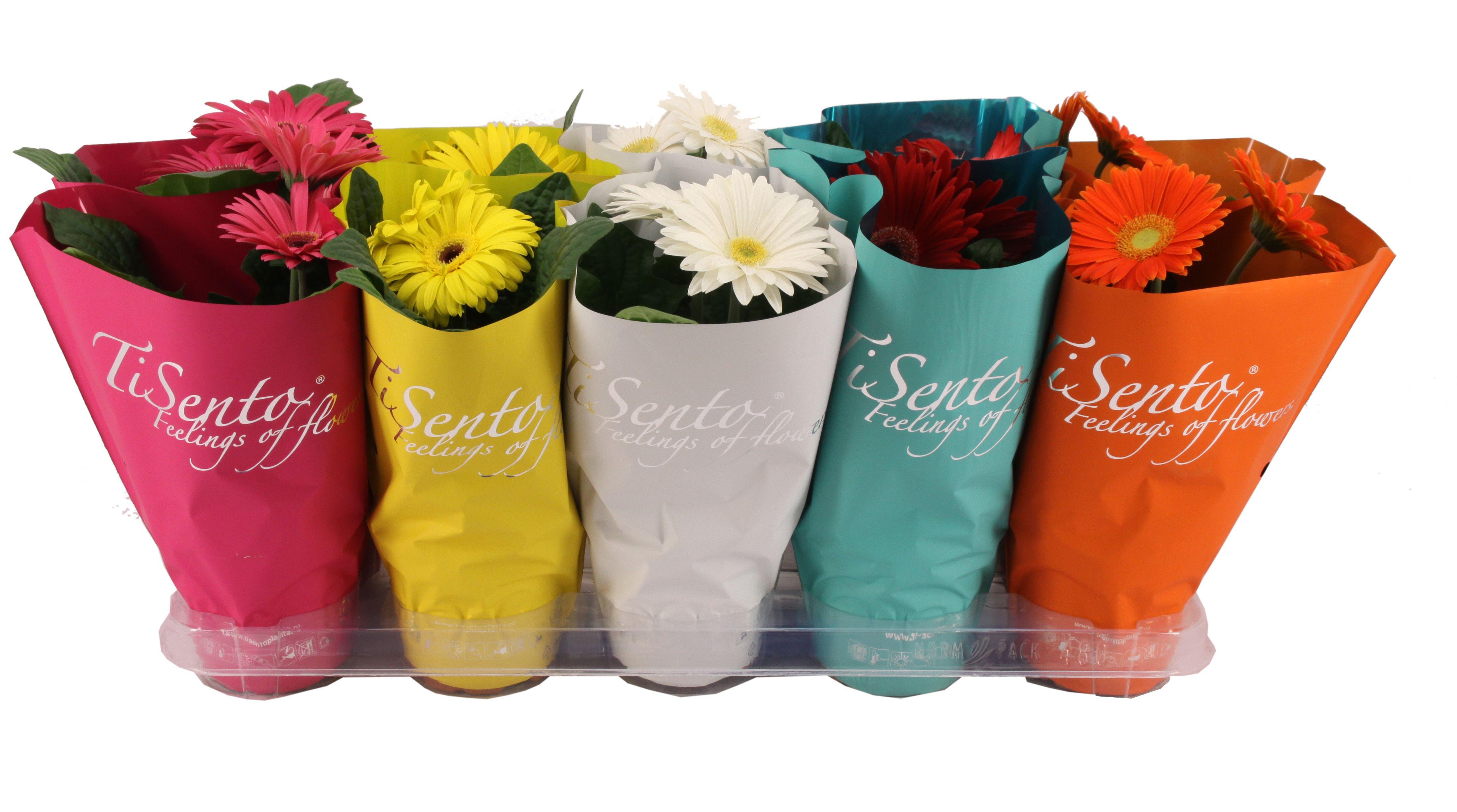 Горшечные цветы и растения оптом Ger Gem от 10шт (для телеги) из Голландии с доставкой по России