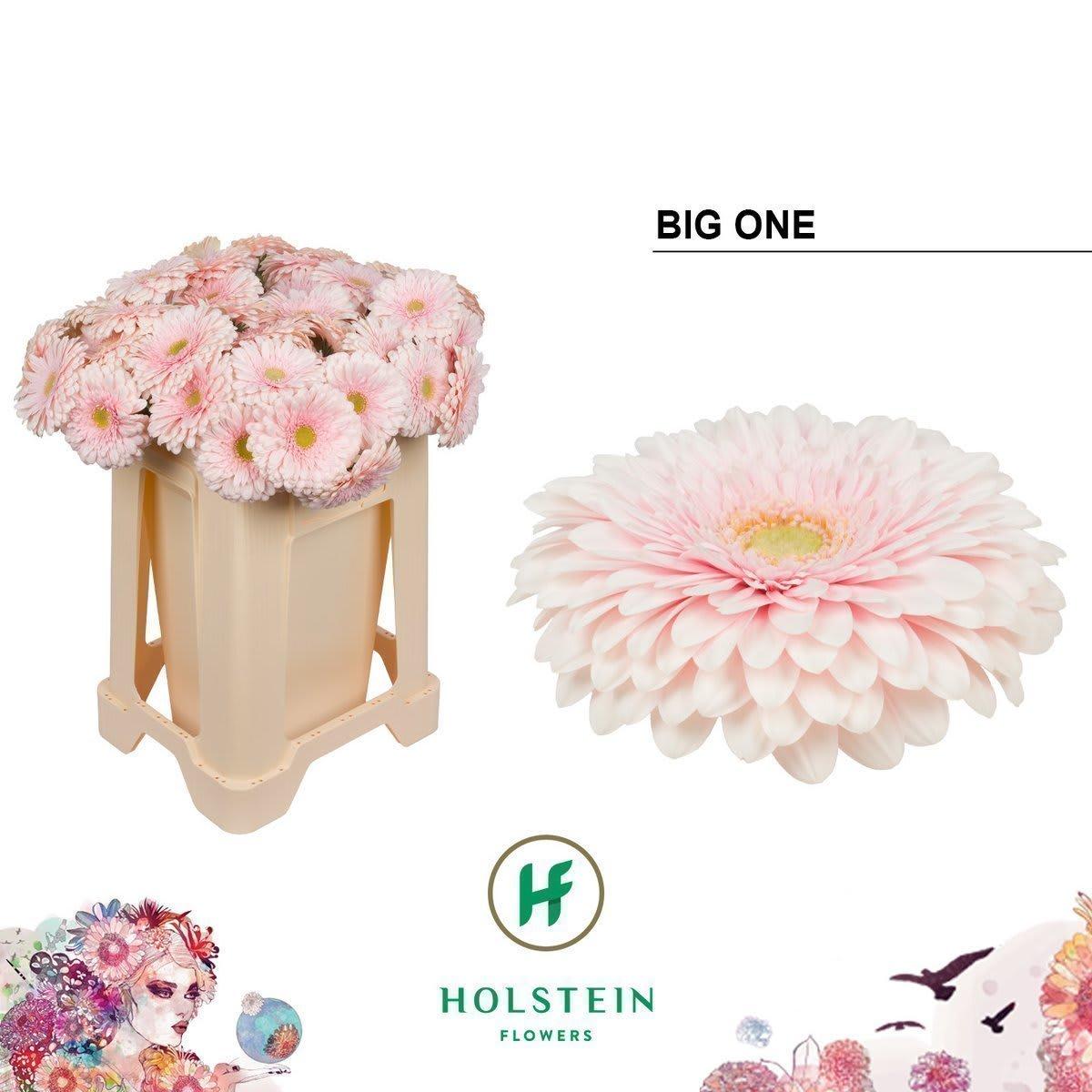 Срезанные цветы оптом Gerbera gerponi big one от 40шт из Голландии с доставкой по России