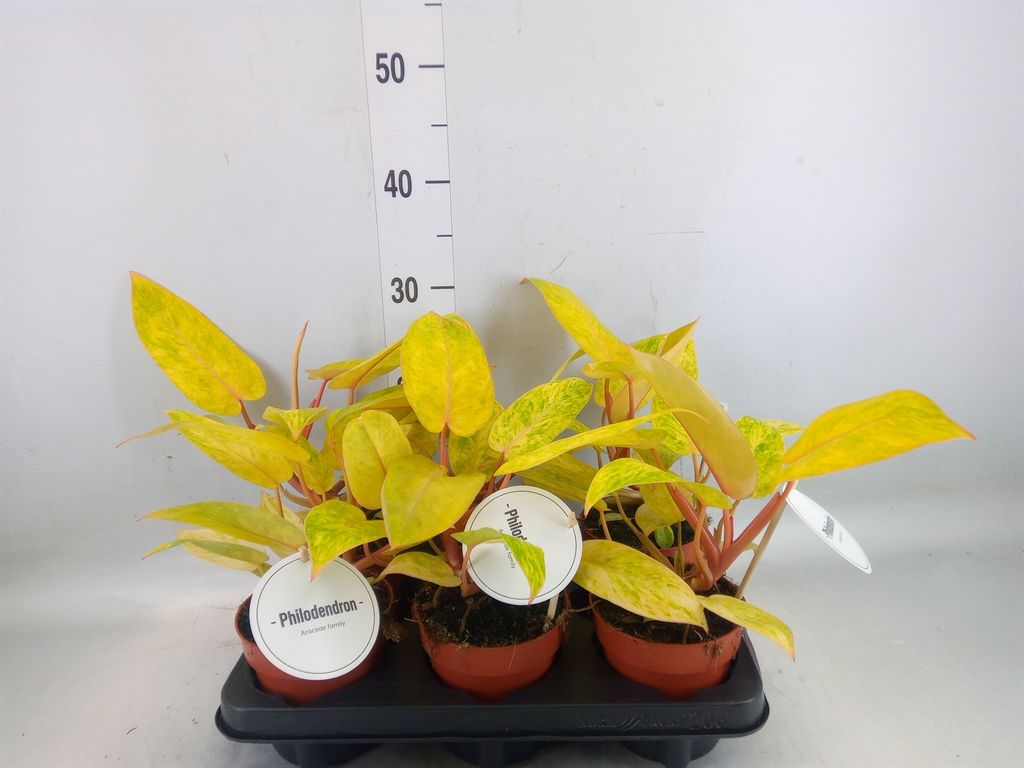 Горшечные цветы и растения оптом Philodendron Pink Princes от 6шт из Голландии с доставкой по России