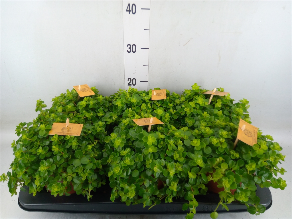 Горшечные цветы и растения оптом Peperomia Rotundifolia от 6шт из Голландии с доставкой по России